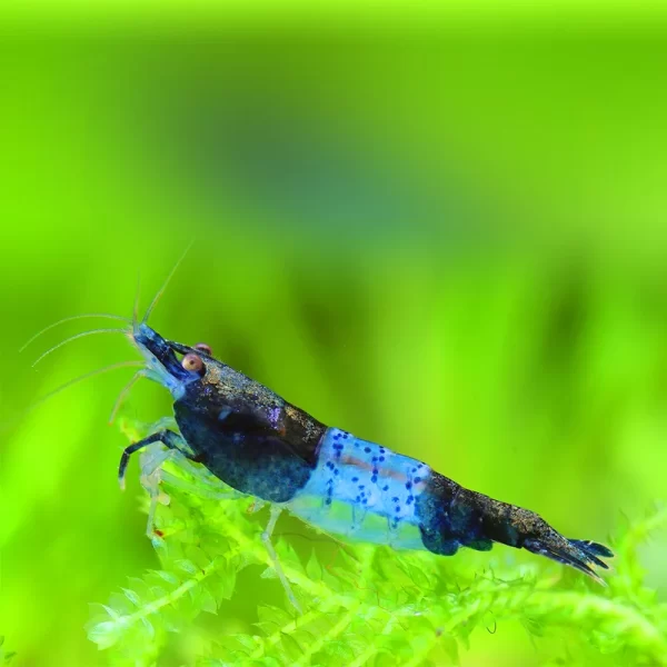 Blue Rili Shrimp - LRG