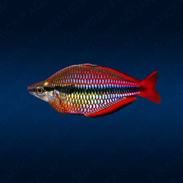 Goyder River Rainbowfish "Trifasciata"