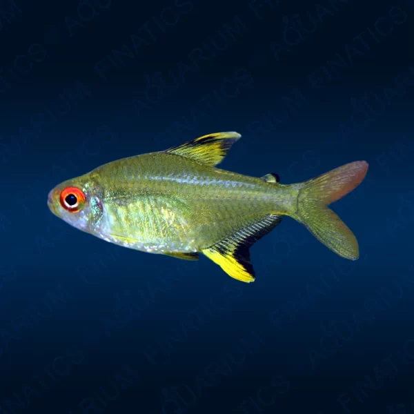 Lemon Tetra