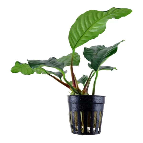 Anubias barteri var. 'Coffeifolia'