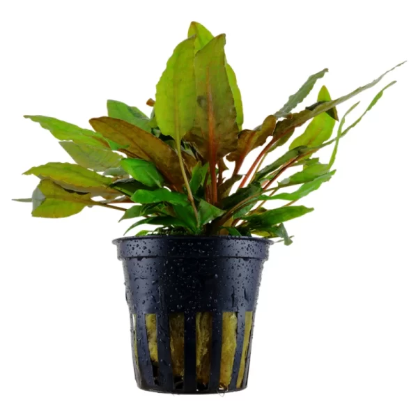 Cryptocoryne wendtii 'Tropica'