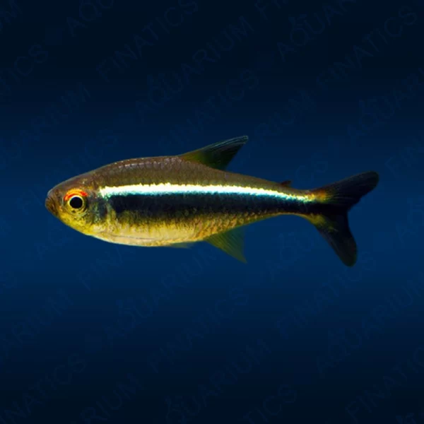 Black Neon Tetra