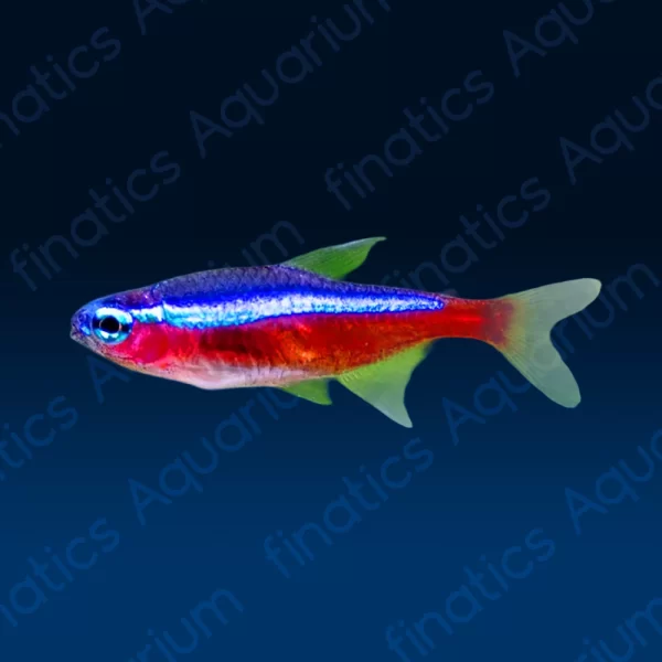 Cardinal Tetra