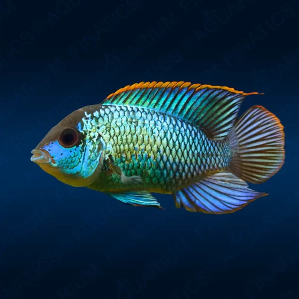 Electric Blue Acara "Andinoacara Pulcher"  1.5"-2"