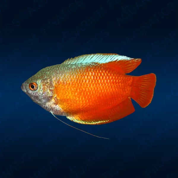 Fire Red Gourami - Males