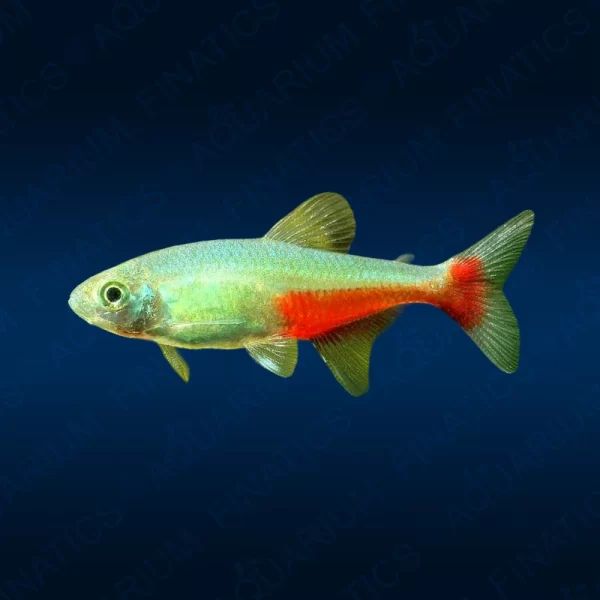 Green Fire Tetra