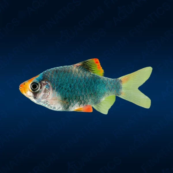 Green Tiger Barb - Small