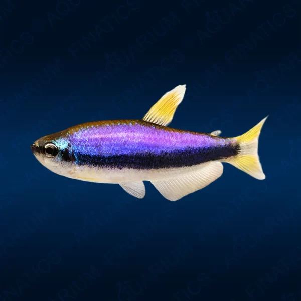 Kerri Blue Tetra