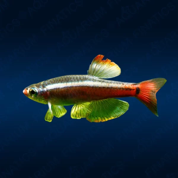 Longfin White Cloud Mountain Minnow