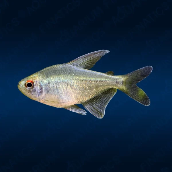 Diamond Tetra