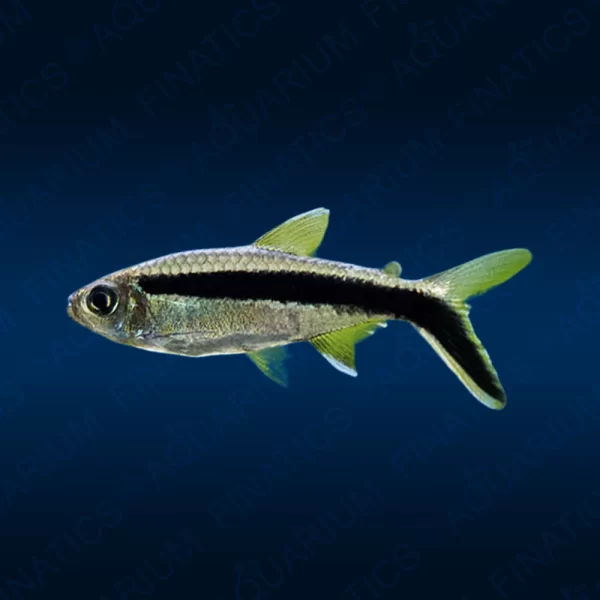 Penguin Tetra