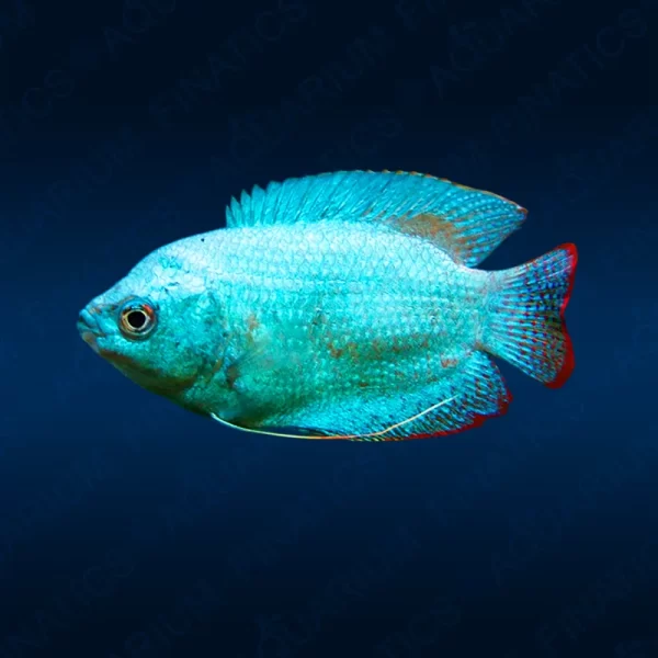 Powder Blue Gourami - Males