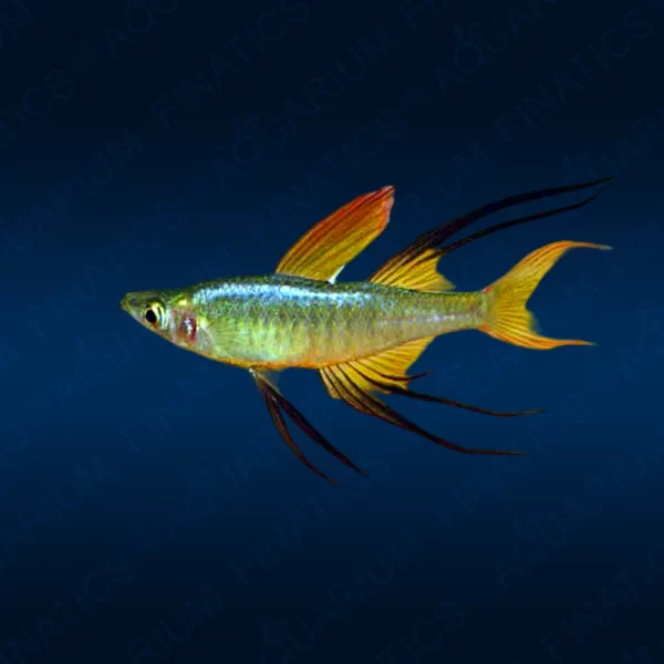 Threadfin Rainbow