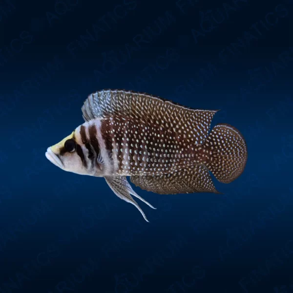 Altolamprologus Calvus "White" - Juvies