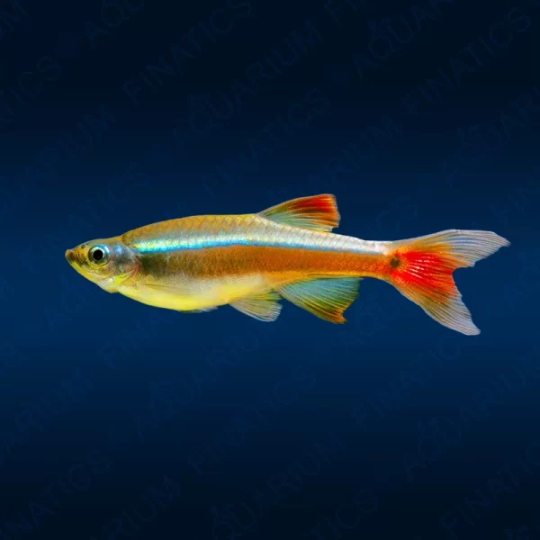 White Cloud Mountain Minnow