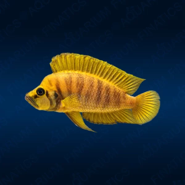 Altolamprologus Compressiceps "Gold" - Medium size