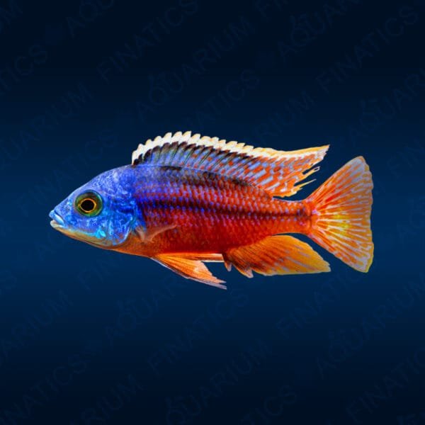 Protomelas Taeniolatus "Haplochromis Red Empress"