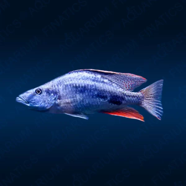 Haplochromis Compressiceps