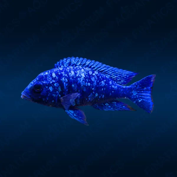 Placidochromis Phenochilus "Tanzania Star Sapphire"