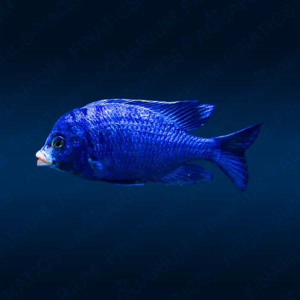 Placidochromis Phenochilus "Mdoka White Lips"