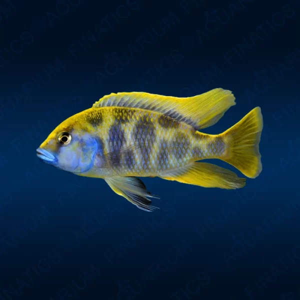 Nimbochromis Venustus