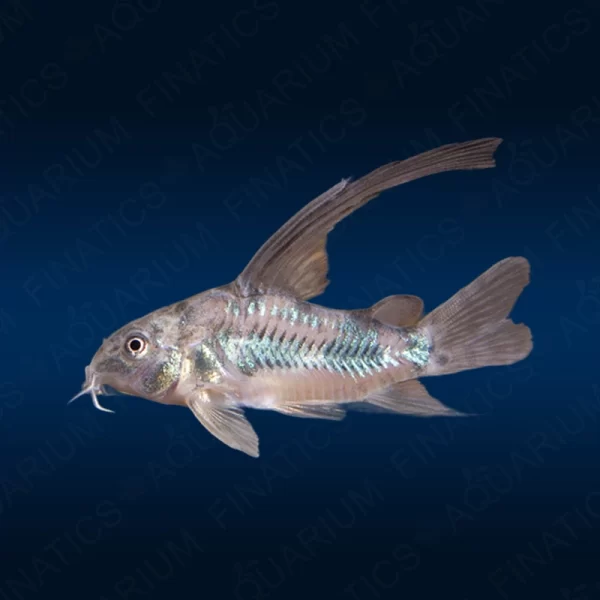 Longfin Paleatus Corydoras