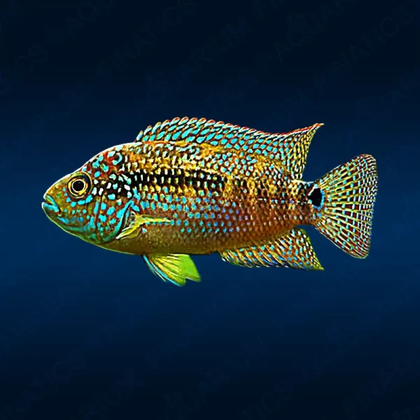 Jack Dempsey Cichlid - 4"