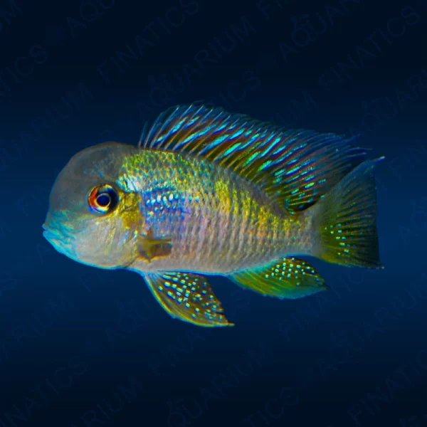 Balzani Earth Eater "Gymnogeophagus Balzani" 3"-3.5"