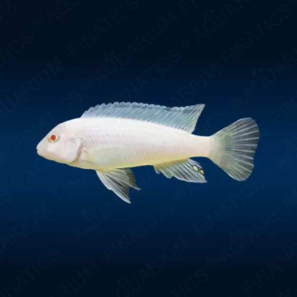 Pseudotropheus Socolofi Albino "Snow White Eduardi"