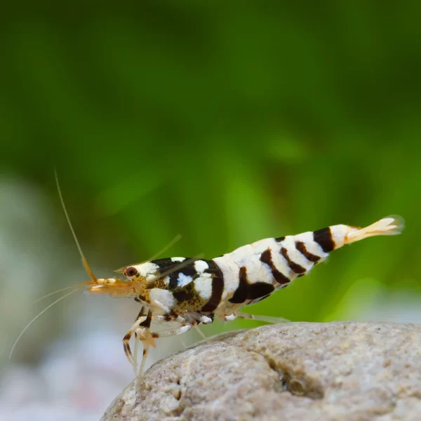 Fancy Black Tiger Shrimp (Caridina) - LRG