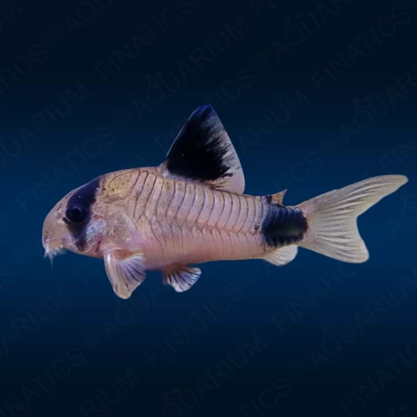 Panda Corydoras