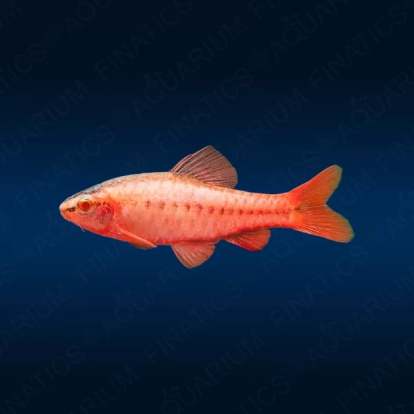 Albino Cherry Barb - LRG