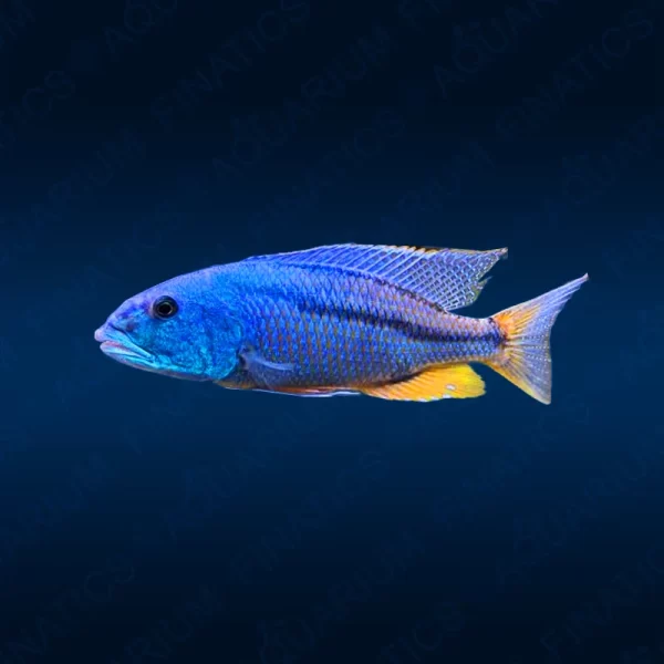 Malawi Hawk Cichlids