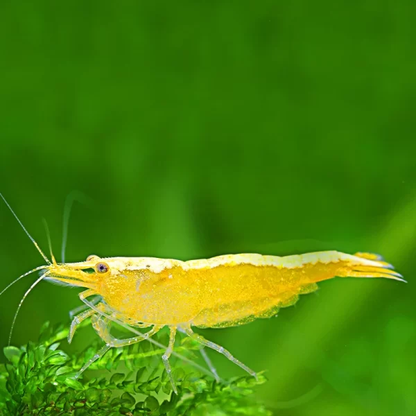 Yellow Laser Shrimp - LRG