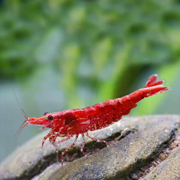 Cherry Shrimp - MED