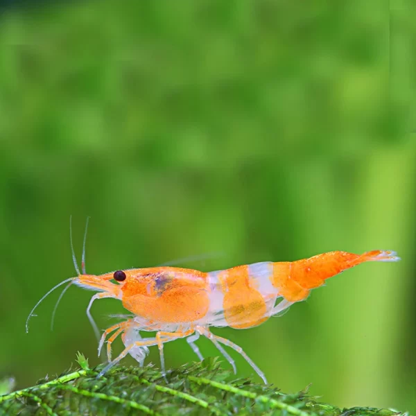 Orange Rili Shrimp - LRG