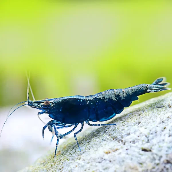 Blue Sapphire Shrimp - LRG