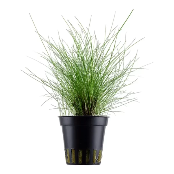 Eleocharis montevidensis