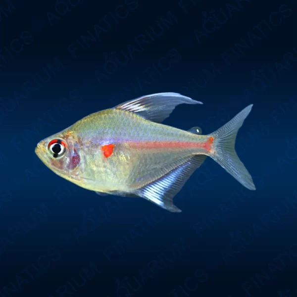 Bleeding Heart Tetra