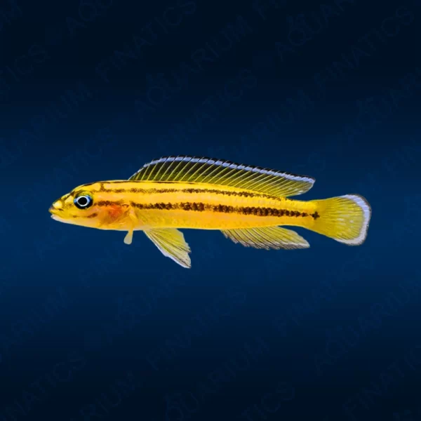 Julidochromis Marksmithi