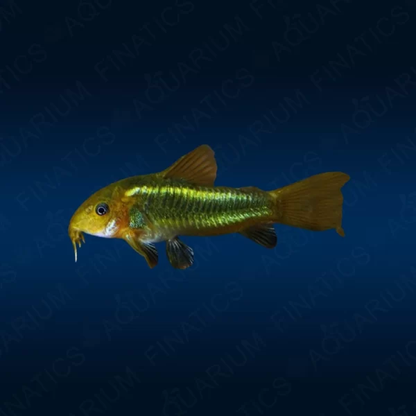 Green Lazer Corydoras