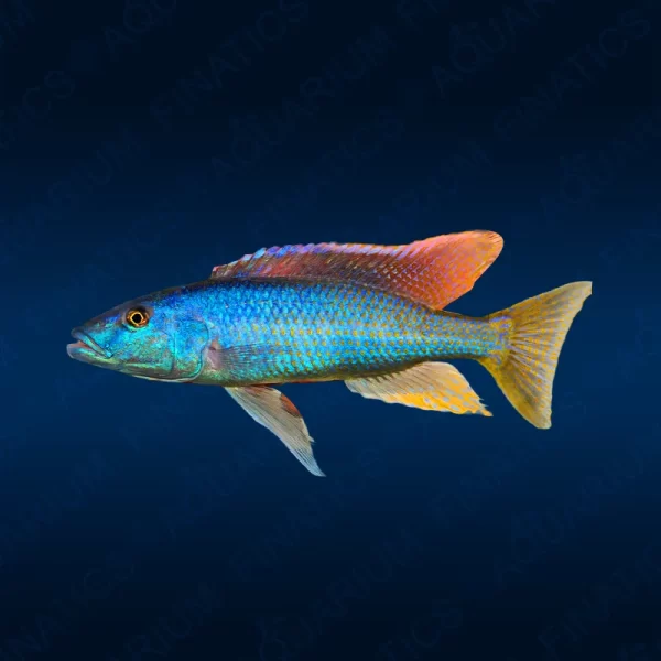 Champsochromis Caeruleus "Malawi Trout"