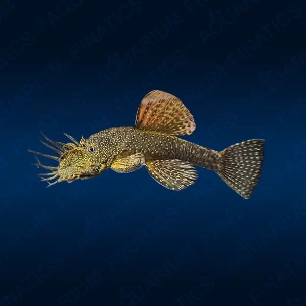 Brown Ancistrus Pleco (Shortfin) LDA72