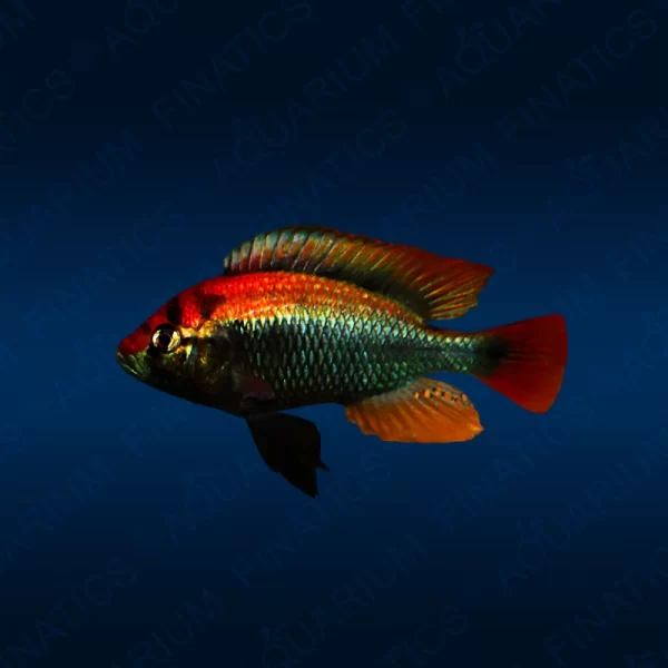 Haplochromis Sp. "Ruby Green"