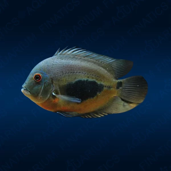 Uaru Cichlid "Uaru Amphiacanthoides" - 2"