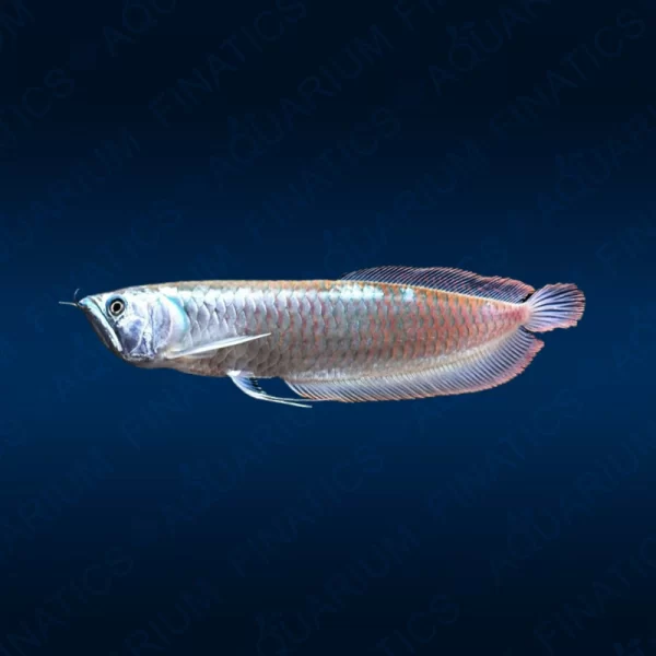 Albino Platinum Silver Arowana - 12"