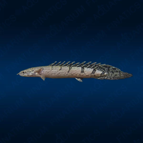 Polypterus Delhezi - 10"-12"