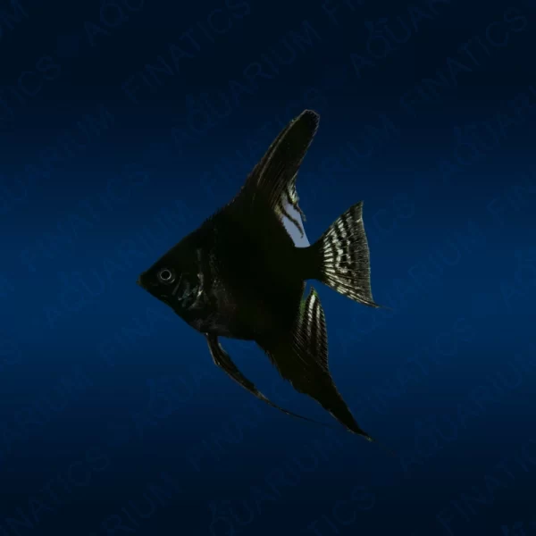 Black Anglefish