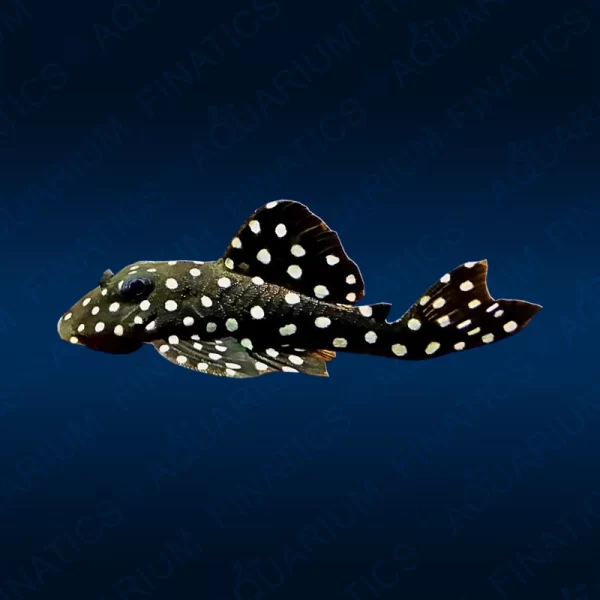 L201 Snowball Pleco (Wild Caught) 2"