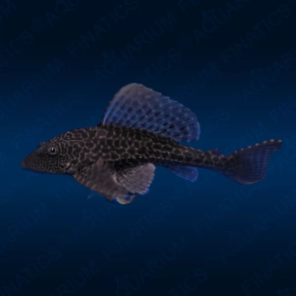 Hypostomus Plecostomus Pleco